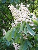 Marronier, Fleur (Limonest, Mont Verdun, 2017-05) (1)
